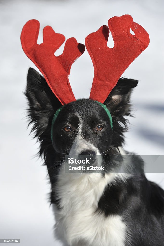 Border Collie Rudy - Foto de stock de Adviento libre de derechos