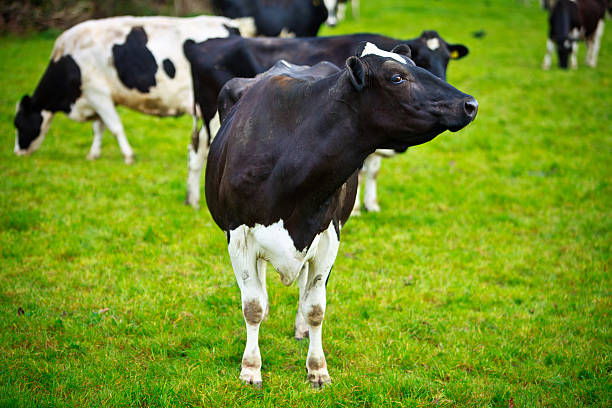 istock Holstein Friesian Cow 185257482