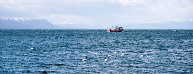 Swan in the sea in Puerto Natales, Chile