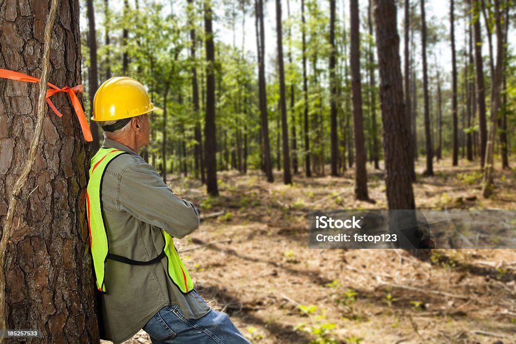 Forester ou builder marcação de árvores com fita de laranja. - Foto de stock de Adulto royalty-free
