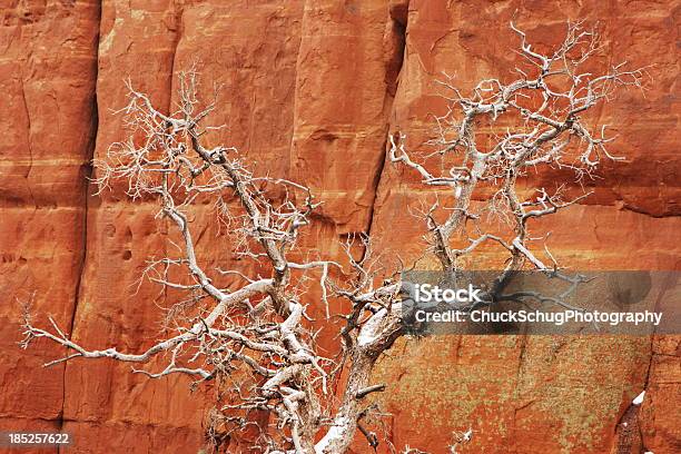 Árvore Morta De Paredão Rochoso - Fotografias de stock e mais imagens de Abstrato - Abstrato, Acidente Natural, Adversidade