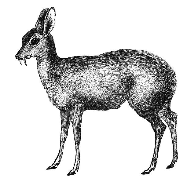 Musk deer "Musk deer are artiodactyls of the genus Moschus, the only genus of family Moschidae. Illustration was published in 1870" moschus stock illustrations