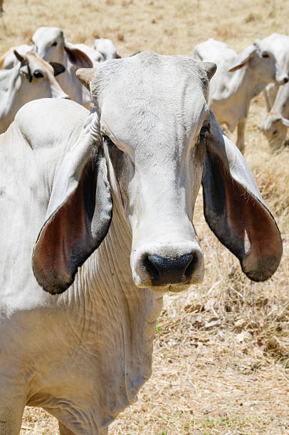 istock Young brahman bull  standing in a field 185257756