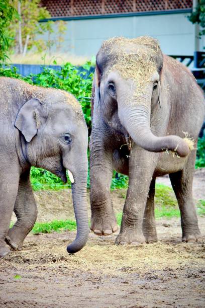 istock Dublin Zoo's Elephants in Graceful Poses 1852577622