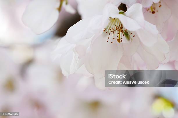 Foto de Flor De Árvore Frutífera e mais fotos de stock de Abricoteiro - Abricoteiro, Branco, Cabeça da flor