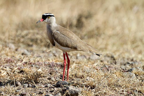 istock Crowned Lapwing, Sweetwaters Reservat, Kenya 185257907