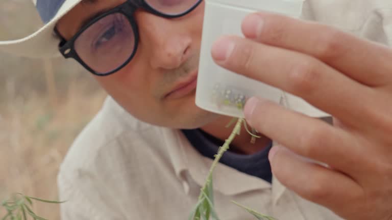 A young adult male biologist in a hat and glasses studies a caterpillar on a wild plant in natural growing conditions. Convolvulus hawkmoth. Lepidopterology