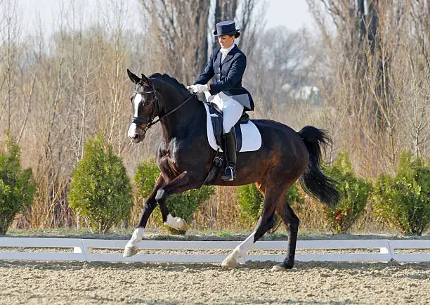 Photo of Extended gallop dressage scene