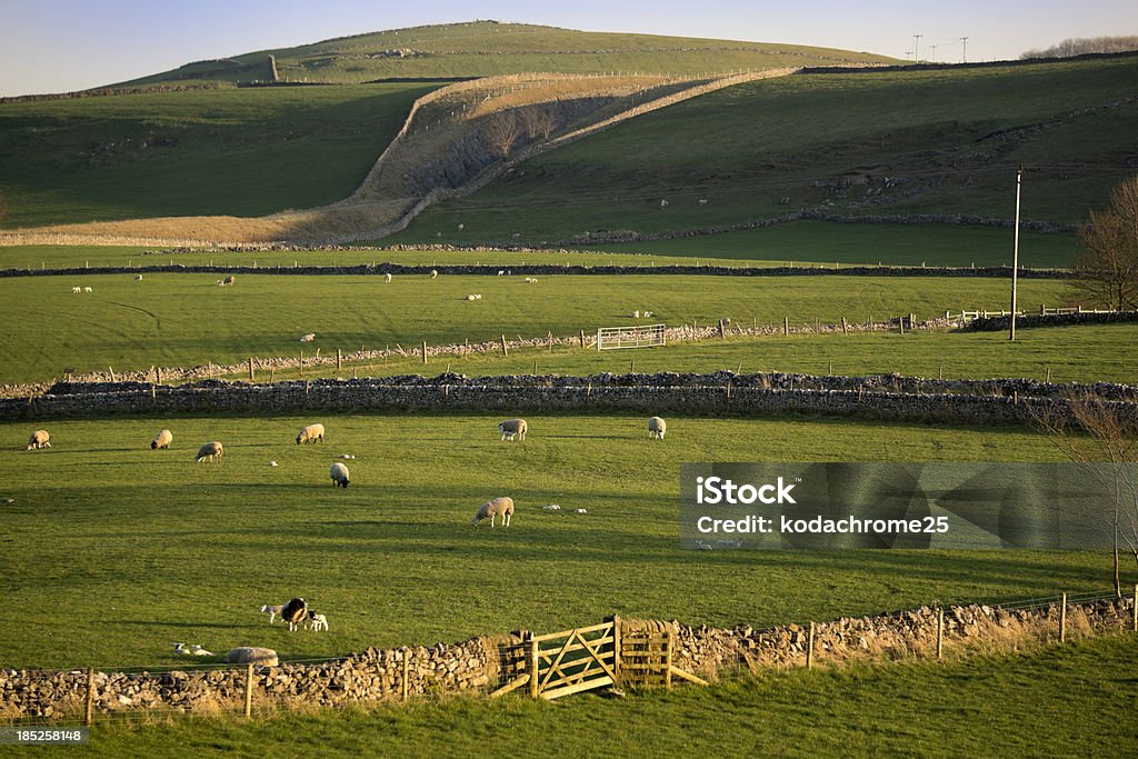 peak district peak district landscape with fields and dry stone walls Agricultural Field Stock Photo