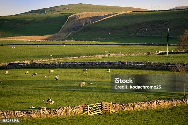 Peak District Stock Photo - Download Image Now - Agricultural Field, Agriculture, Animal