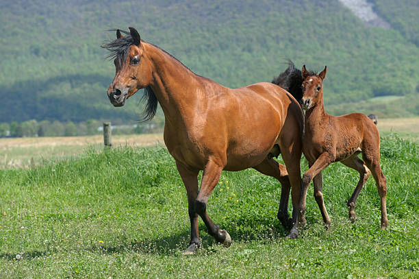istock Horses in Summer Pasture, Arabian Mare and Foal Moving 185258306