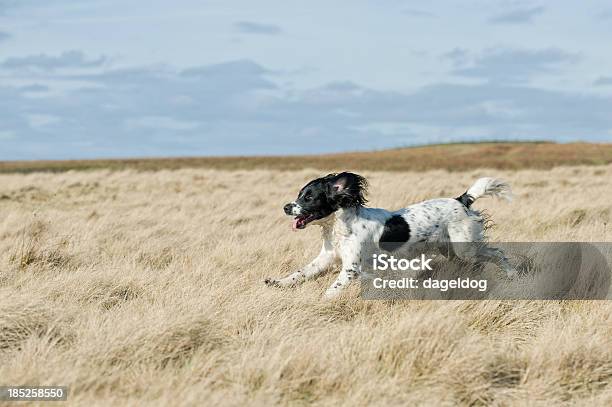 Gone With The Wind Stockfoto und mehr Bilder von Aufregung - Aufregung, Einzelnes Tier, England