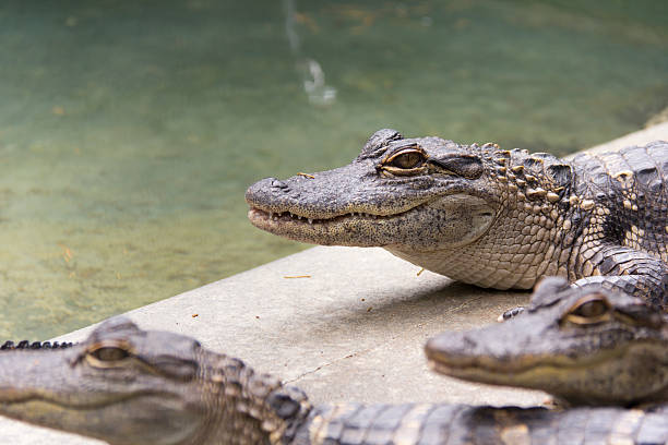 Alligators stock photo