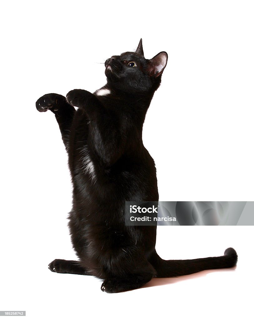 Black cat mendicidad - Foto de stock de Gato doméstico libre de derechos