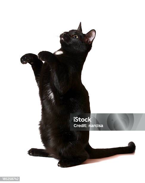 Black Cat Mendicidad Foto de stock y más banco de imágenes de Gato doméstico - Gato doméstico, Color negro, Recortable