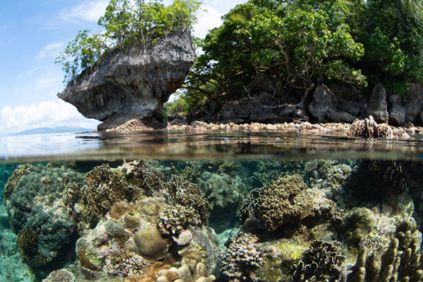 istock Healthy  Corals Grow in Shallow Water 1852589359