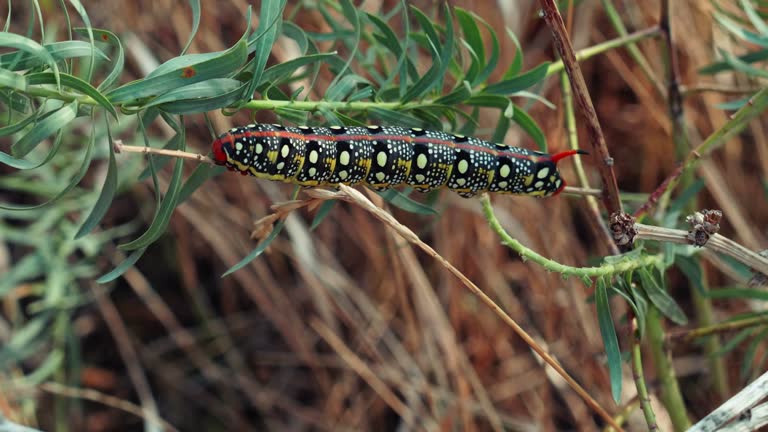 A caterpillar on a wild plant in natural growing conditions. Convolvulus hawkmoth. Lepidopterology