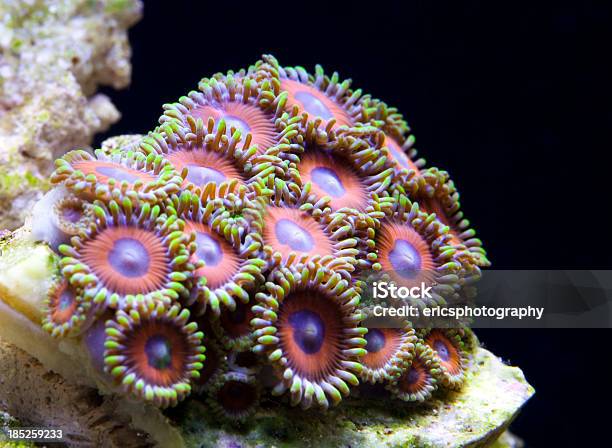 Zoanthids Stock Photo - Download Image Now - Animal, Animal Wildlife, Cnidarian