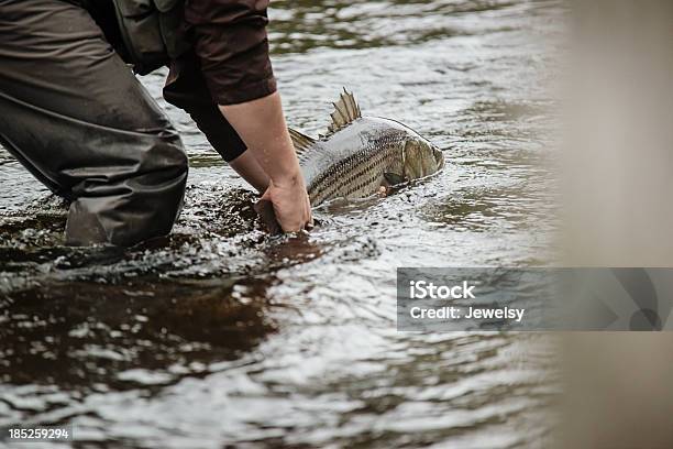 Striped Bass Stockfoto und mehr Bilder von Fischen - Fischen, Bildkomposition und Technik, Ein Mann allein