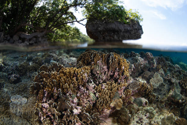 istock Healthy  Corals Grow in Shallow Water 1852593089