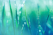 Fresh spring grass with water drops