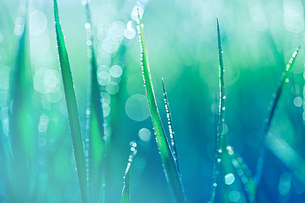 Fresh spring grass with water drops Fresh spring grass with water drops. Blue toned. wet photos stock pictures, royalty-free photos & images