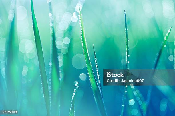 Fresh Spring Grass With Water Drops Stock Photo - Download Image Now - Nature, Water, Leaf