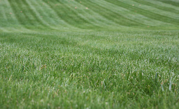 grass with close focus stock photo