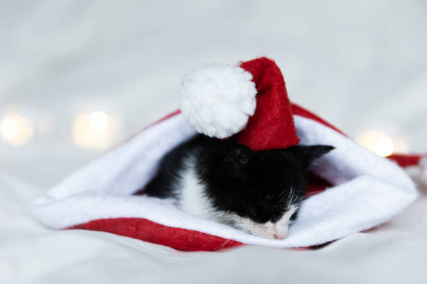 istock Cute New Year kitten in santa hat sleeping in green shawl 1852605612