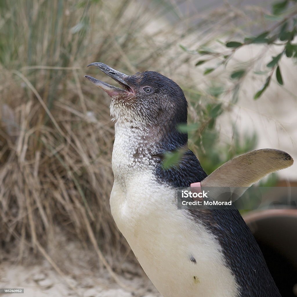 Pingüinos de hadas (Eudyptula menor - Foto de stock de Animal libre de derechos