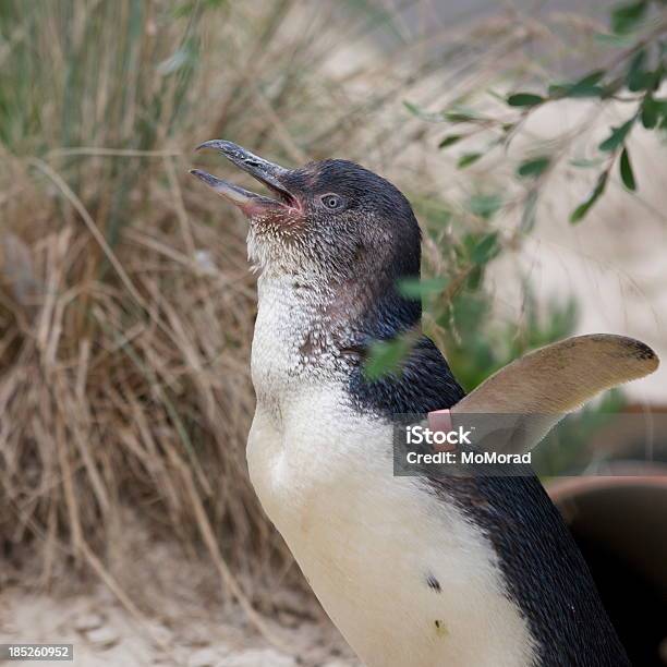 Pingüinos De Hadas Eudyptula Menor Foto de stock y más banco de imágenes de Animal - Animal, Australia, Cuadrado - Composición