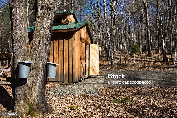 Waiting For The Sap Stock Photo - Download Image Now - Springtime, Vermont, Maple Syrup