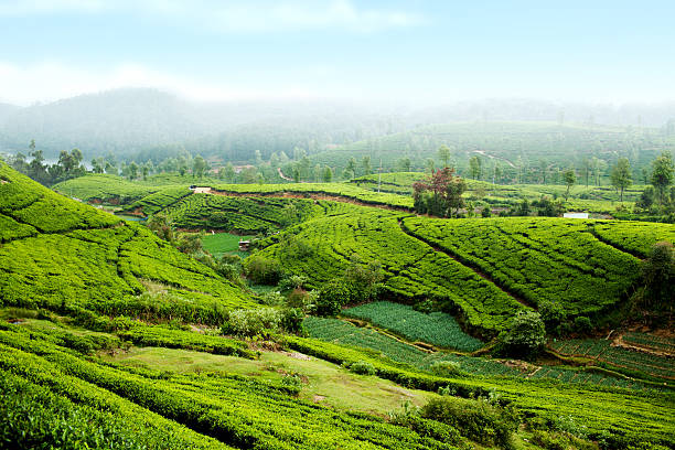 teeplantage auf sri lanka - ceylon tea stock-fotos und bilder