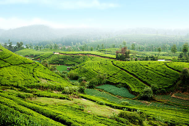 piantagione di tè in sri lanka - lanka foto e immagini stock