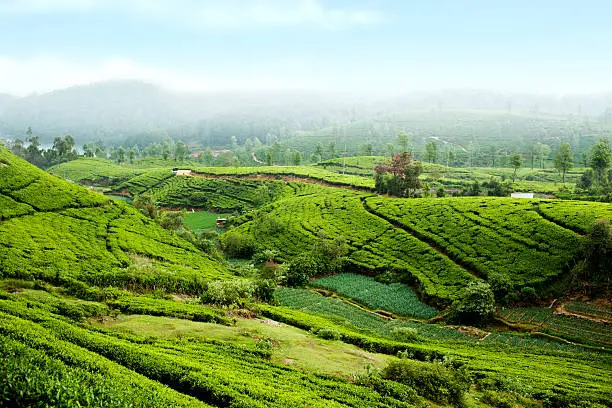 Photo of Tea Plantation in Sri Lanka