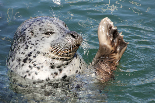 Wild harbor seal giving a friendly wave.Please see some similar pictures from my portfolio: