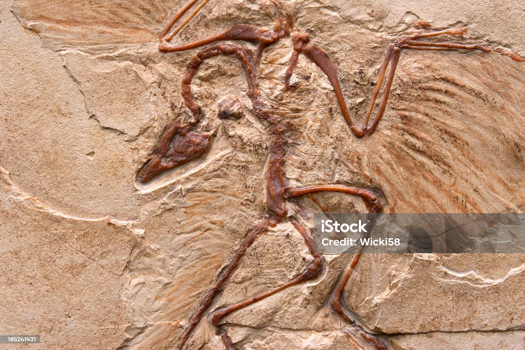 Primeval Bird Archaeopteryx marble imprint, fossilized imprint, imprint transitional form (mosaic form), of a theropod dinosaur. Replica of a lime-impression (limestone slab) from the Jurassic about 150 million years old. Fossil Stock Photo