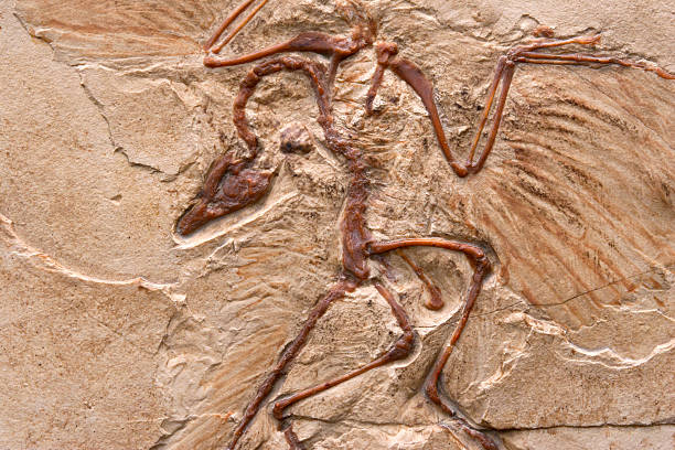 Primeval Bird Archaeopteryx marble imprint, fossilized imprint, imprint transitional form (mosaic form), of a theropod dinosaur. Replica of a lime-impression (limestone slab) from the Jurassic about 150 million years old. fossil stock pictures, royalty-free photos & images