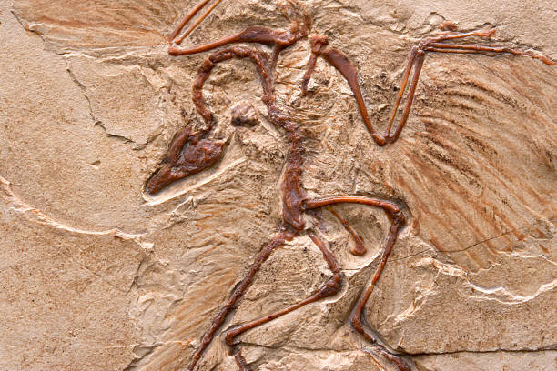 Primeval Bird Archaeopteryx marble imprint, fossilized imprint, imprint transitional form (mosaic form), of a theropod dinosaur. Replica of a lime-impression (limestone slab) from the Jurassic about 150 million years old. raptor dinosaur stock pictures, royalty-free photos & images