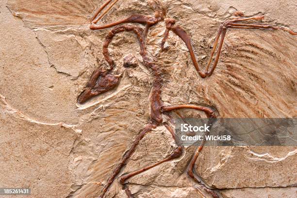 Primeval Bird Stock Photo - Download Image Now - Fossil, Dinosaur, Archaeopteryx