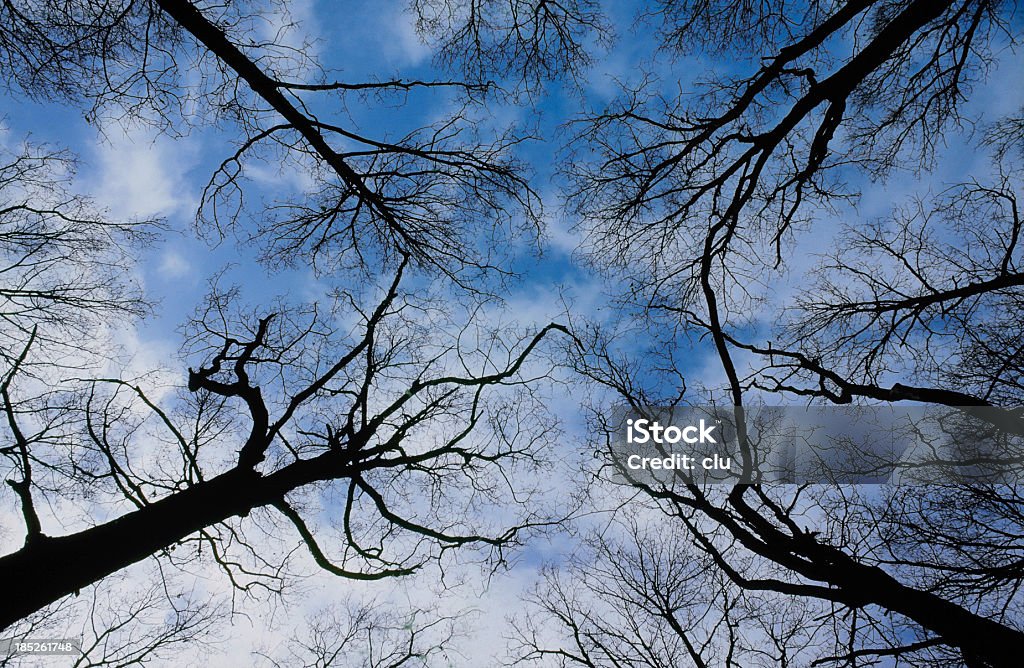 Winter shot on tree crowns Outdoor shot horizontal Backgrounds Stock Photo