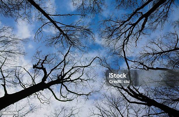 Winter Shot On Tree Crowns Stock Photo - Download Image Now - Backgrounds, Blue, Branch - Plant Part