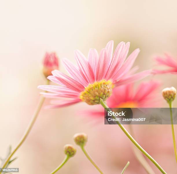 Margarida Flores - Fotografias de stock e mais imagens de Flor - Flor, Luz, Luz Solar