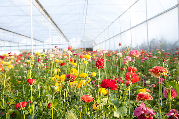 istock Flower bed  in greenhouse 185262004