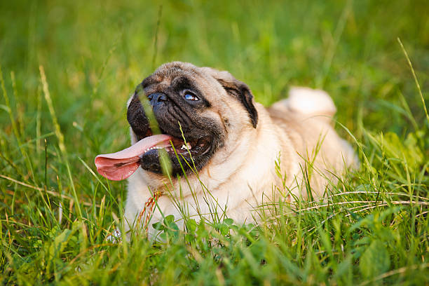 istock Little funny pug lying on a grass in summer park 185262029