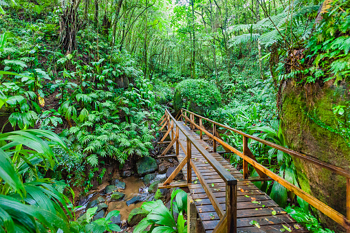 Vermont Nature Trail is located in the tropical rainforest on mainland Saint Vincent. Saint Vincent & the Grenadines. Canon EOS 5D Mark II