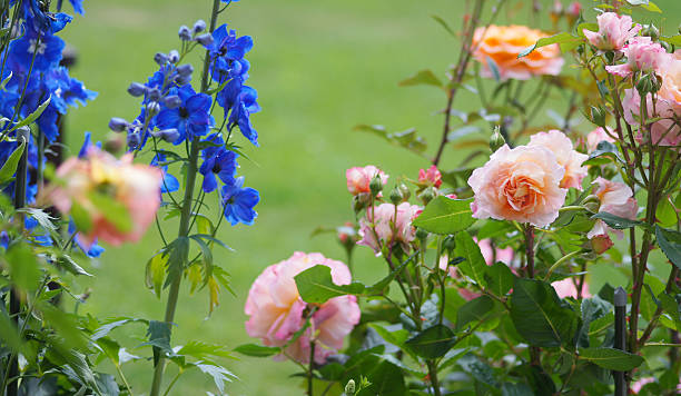 istock Rose fllowers Augusta Luise 185262265