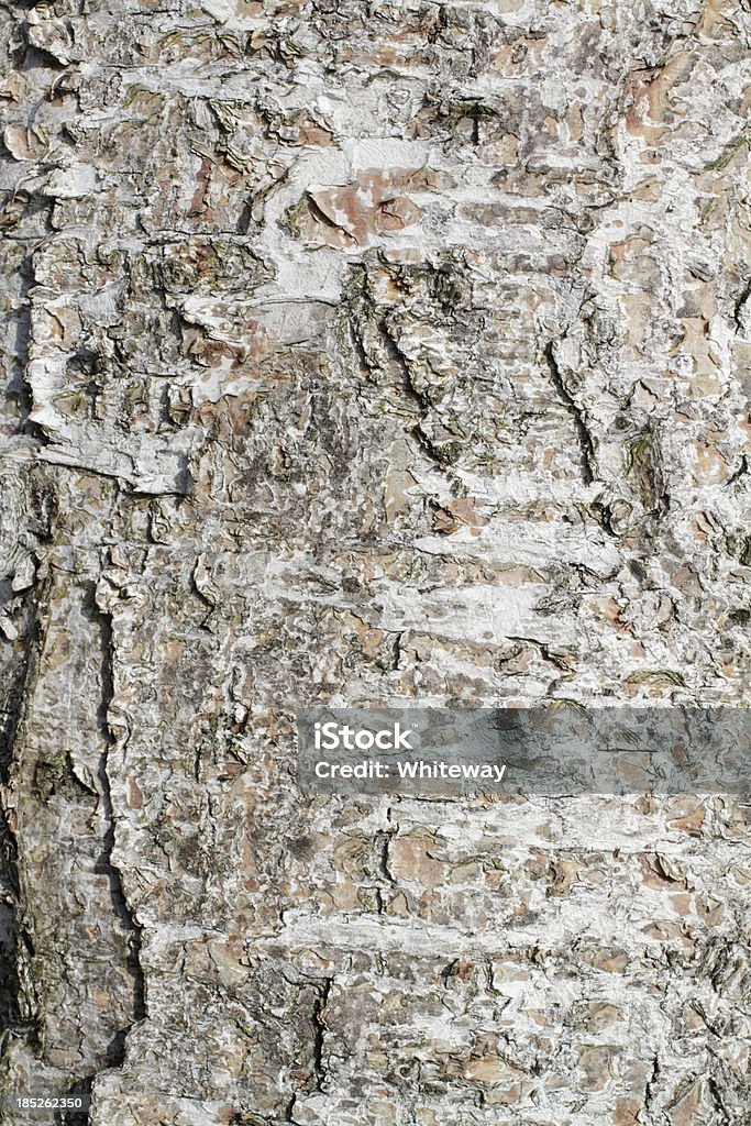 Rough der Rinde silver birch Hintergrund - Lizenzfrei Abstrakt Stock-Foto