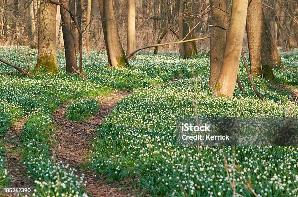 Millionen Von Spring Schneeflocken In Einem Wald Stockfoto und mehr Bilder von Baumblüte - Baumblüte, Blume, Buche