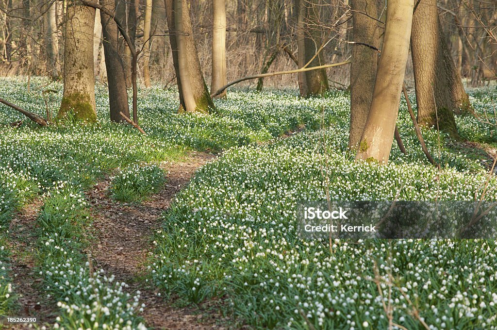 Milhões de primavera de neve em uma floresta - Foto de stock de Aldeia royalty-free